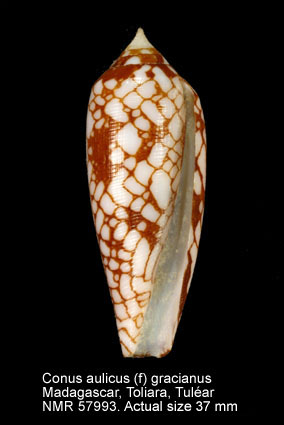 Conus aulicus (f) gracianus.jpg - Conus aulicus (f) gracianus(Motta & Blöcher,1982)